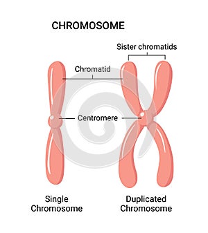 Vector illustration of chromosome structure photo